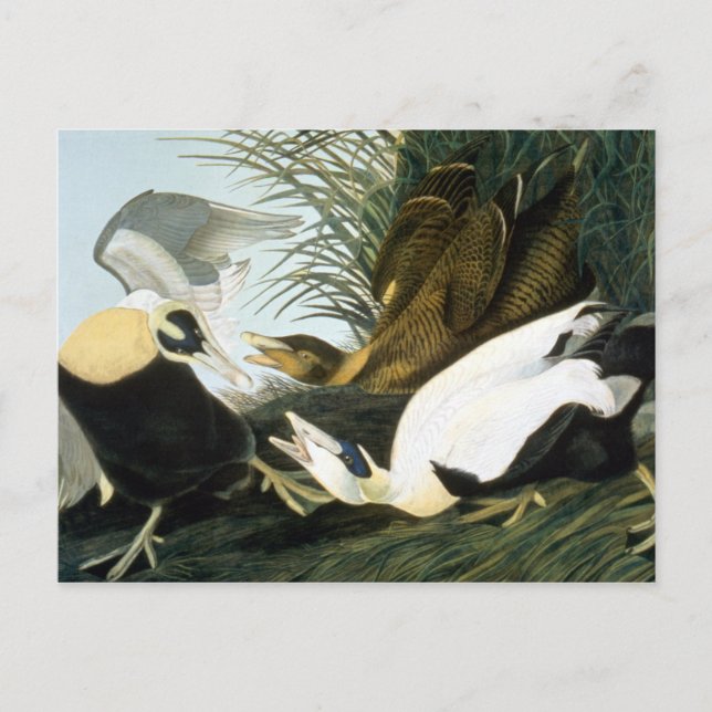 Carte Postale Audubon : Eider Duck (Devant)