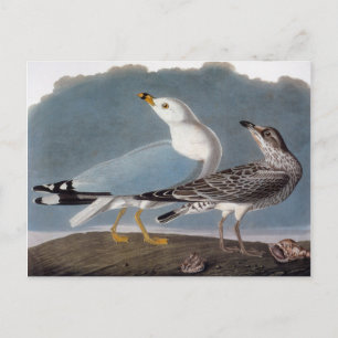 Carte Postale Audubon : Goéland à anneaux