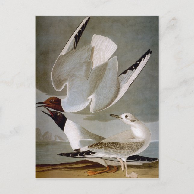 Carte Postale Audubon : Goéland de Bonaparte (Devant)