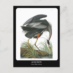 Carte Postale AUDUBON / Grand Héron Bleu