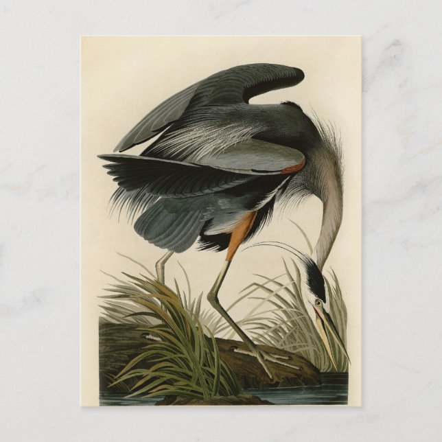 Carte Postale Audubon Great Blue Heron Marsh Bird (Devant)