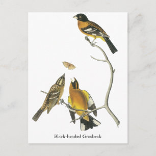 Carte Postale Audubon Grosbeak à tête noire