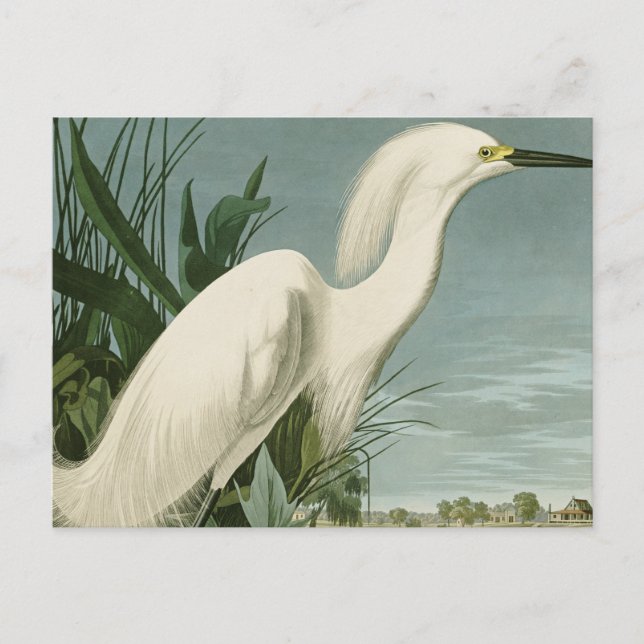 Carte Postale Audubon Héron de neige Oiseaux d'aigrettes blanche (Devant)