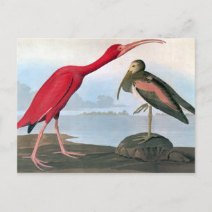 Carte Postale Audubon : Ibis écarlate