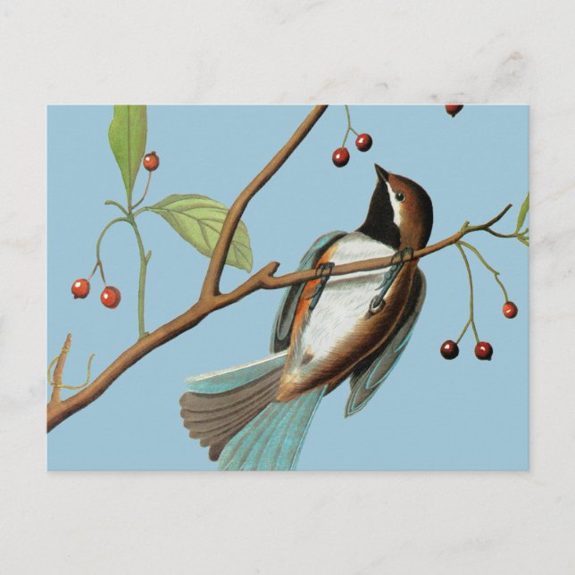 Carte Postale Audubon : Le poulet (Devant)