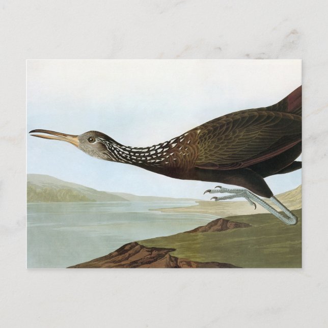 Carte Postale Audubon : Limpkin (Devant)