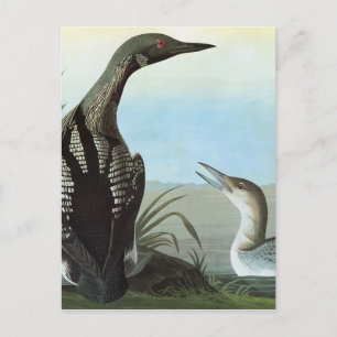 Carte Postale Audubon : Loon arctique
