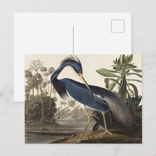 Carte Postale Audubon Louisiana Heron Birds of America Art Impri (Devant / Derrière)