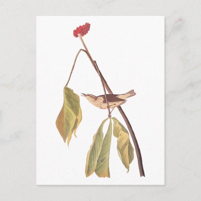 Carte Postale Audubon Louisiana Oiseau de poussée d'eau avec fle (Devant)
