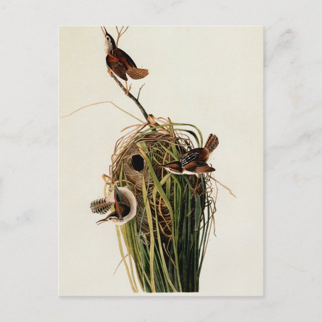 Carte Postale Audubon Marsh Wren Bird Art (Devant)