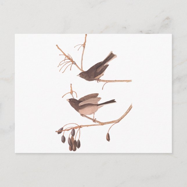 Carte Postale Audubon Oiseaux de Neige (Devant)