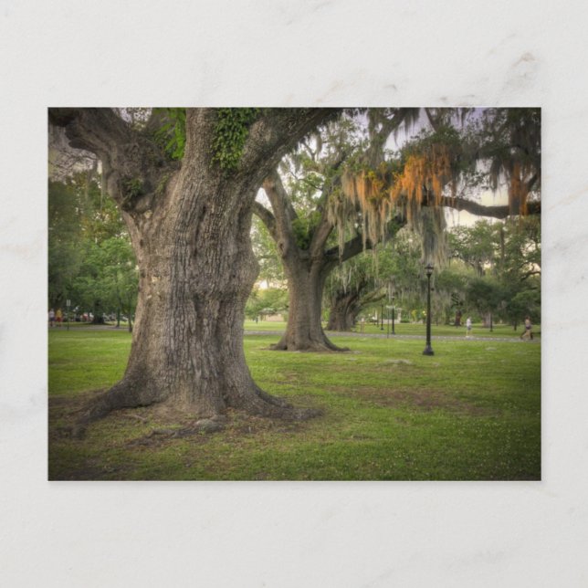 Carte Postale Audubon Park Live Oaks (Devant)