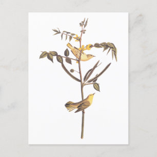 Carte Postale Audubon Paruline pour enfants Songbird