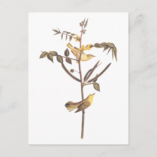 Carte Postale Audubon Paruline pour enfants Songbird (Devant)