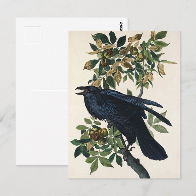 Carte Postale Audubon Raven Bird Classic Peinture (Devant / Derrière)