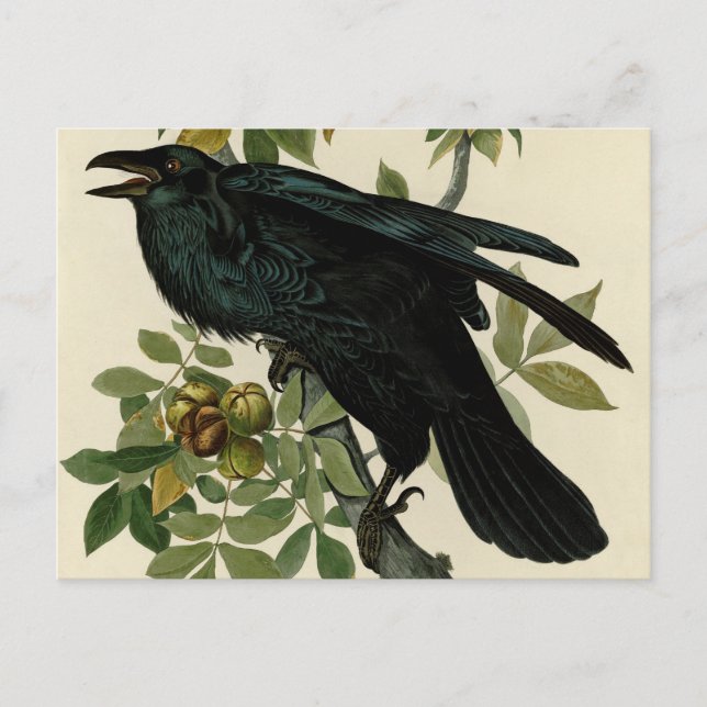 Carte Postale Audubon Raven Oiseau classique (Devant)