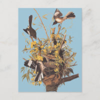 Audubon se moque des oiseaux