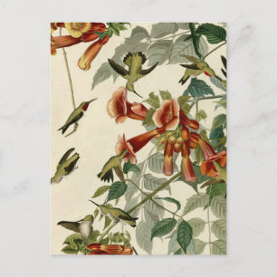Carte Postale Audubon Throsé de colibri
