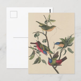 Carte Postale Audubon Vibrant Peint Bunting Faune Peinture