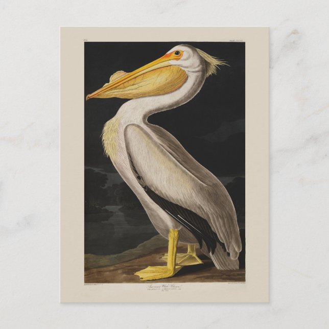 Carte Postale Audubon White Pelican Bird Amérique (Devant)