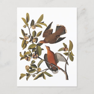 Carte Postale Audubon Zenaida Dove avec fleurs