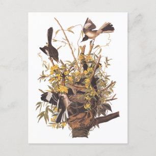 Carte Postale Audubon's Mockingbirds vs Rattlesnake