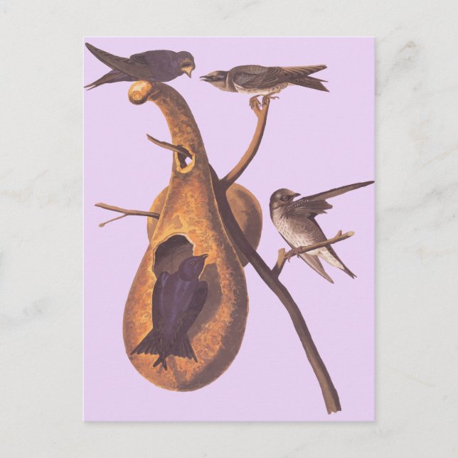 Carte Postale Audubon's Purple Martin (Devant)