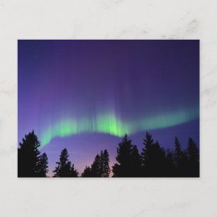 Carte Postale Aurora Borealis & Arbres Manitoba, Canada