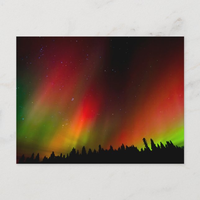Carte Postale Aurora Borealis et arbres (Devant)