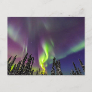 Carte Postale Aurora Borealis Fairbanks, Alaska