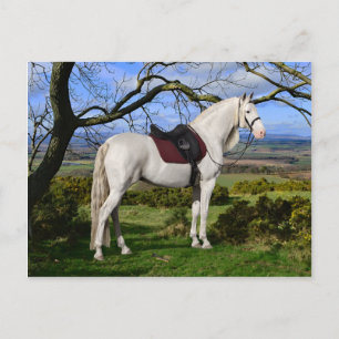 Carte postale "Aurora On Fox Hill"