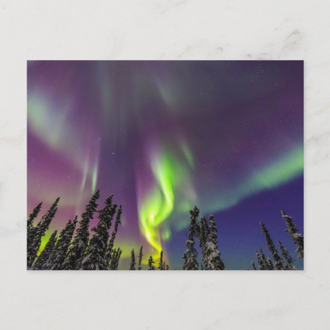 Carte Postale Aurore Boréale | Fairbanks, Alaska (Devant)