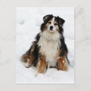 Carte Postale Aussie Shepherd Dog in Snow