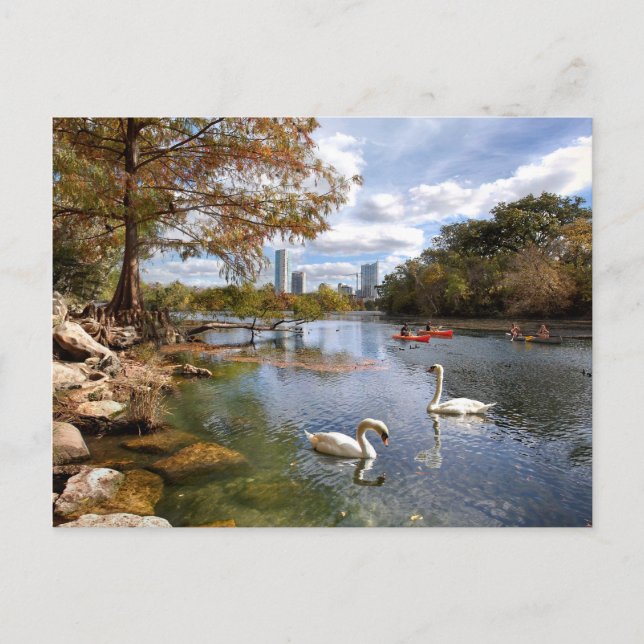 Carte Postale Austin, crique du Texas Barton/cygnes de lac (Devant)