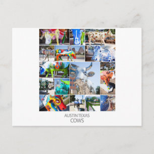 Carte Postale Austin Texas Cows