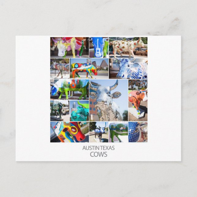 Carte Postale Austin Texas Cows (Devant)