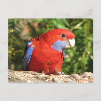 Carte Postale Australian Crimson Rosella