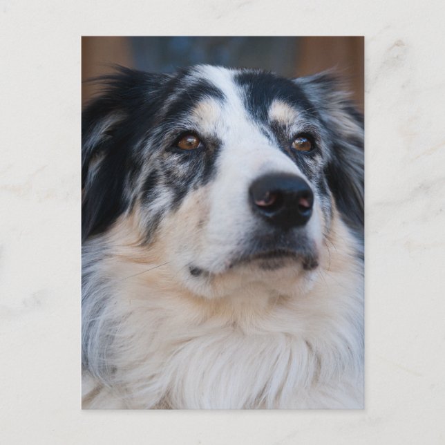 Carte Postale Australian Shepherd Mix Close Up Photographie (Devant)