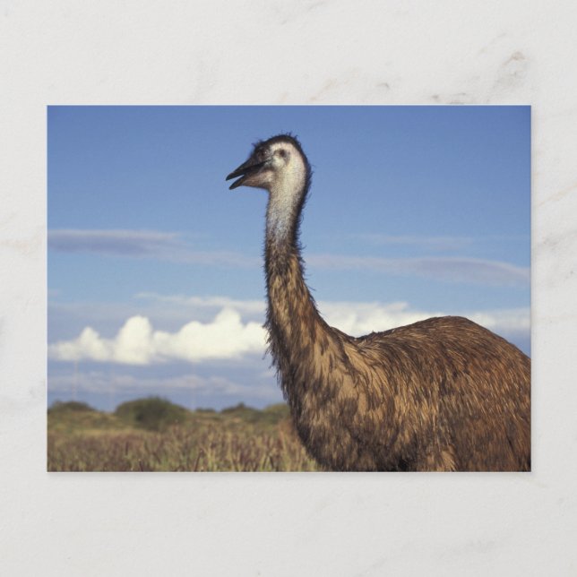 Carte Postale Australie, Australie occidentale. Emu (Dromaius) (Devant)