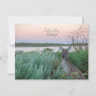Carte Postale Australie Coffin Bay Kangaroo Sunset Photo