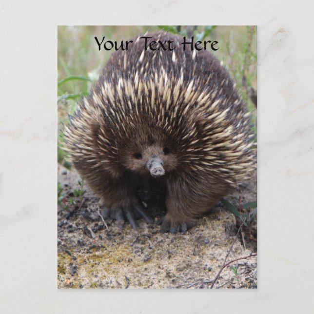 Carte Postale Australie Echidna Cute Animal Photo (Devant)