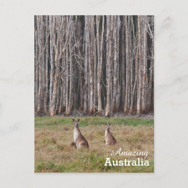 Carte postale Australie Extraordinaire (Devant)