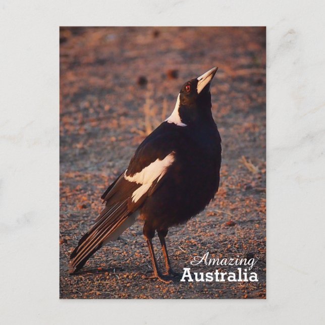 Carte postale Australie Extraordinaire (Devant)
