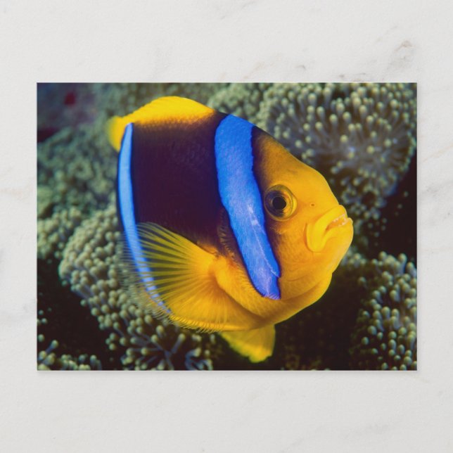 Carte Postale Australie, Grande Barrière de corail, Anémonefish (Devant)