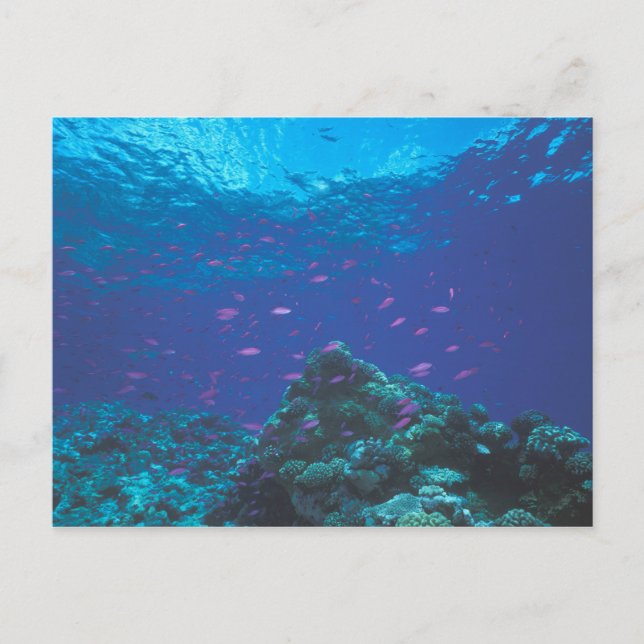 Carte Postale Australie, Grande Barrière de Corail. Violet Swiss (Devant)