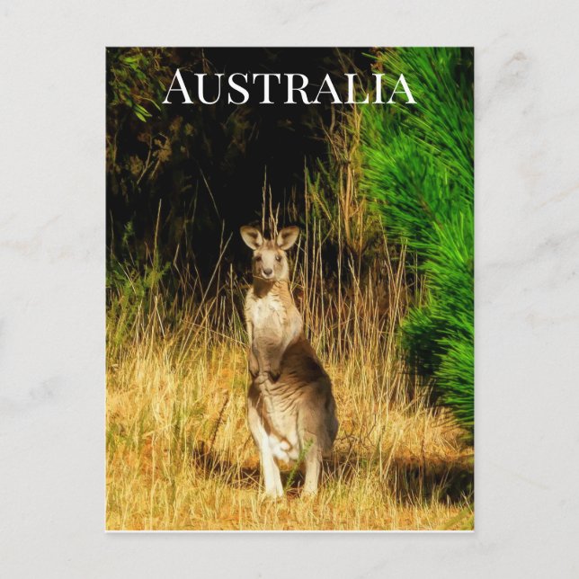 Carte Postale Australie Kangaroo (Devant)