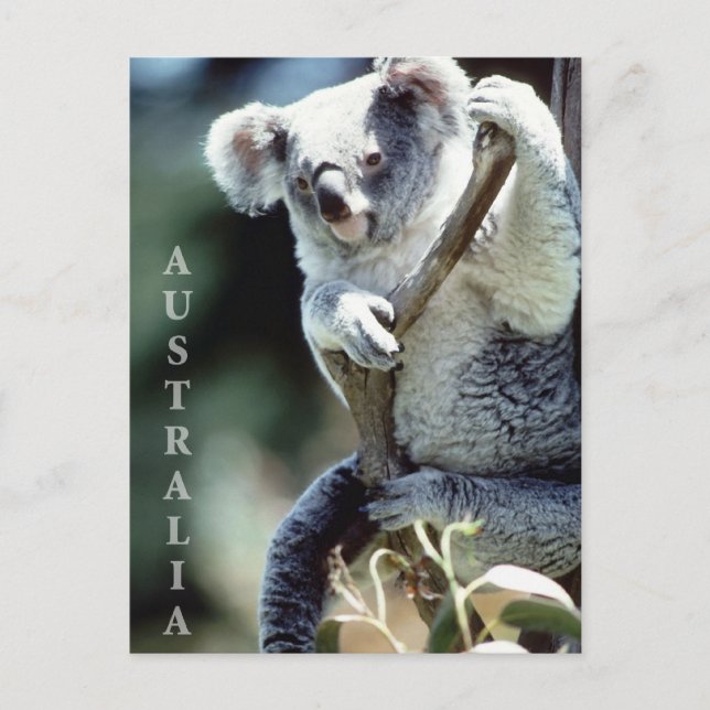 Carte Postale Australie Koala Bear (Devant)