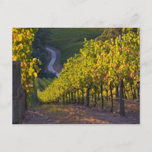 Carte Postale Australie-Méridionale, Adelaide Hills, Summertown.