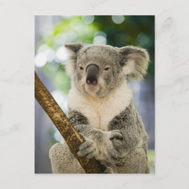 Carte Postale Australie, Queensland, Brisbane, Fig Tree (Devant)