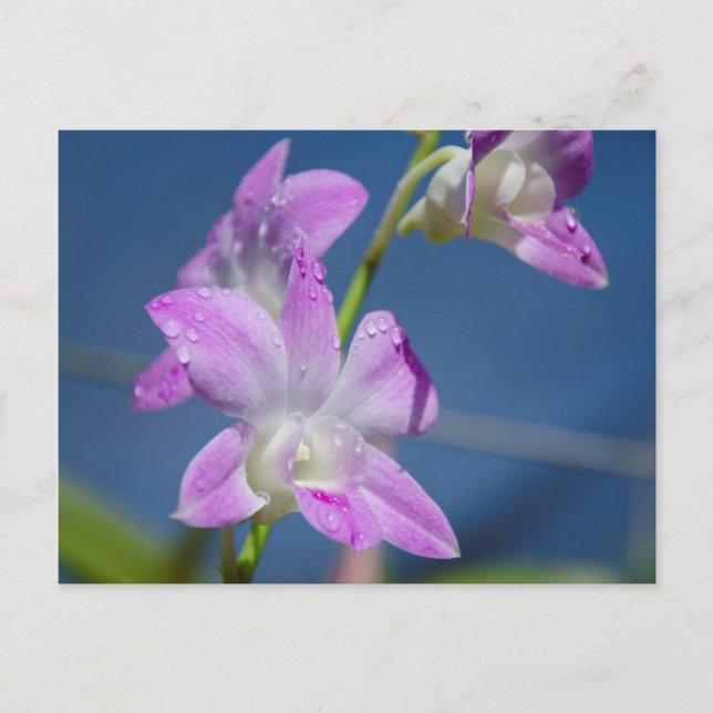 Carte Postale Australie, Territoire du Nord, Darwin (Devant)